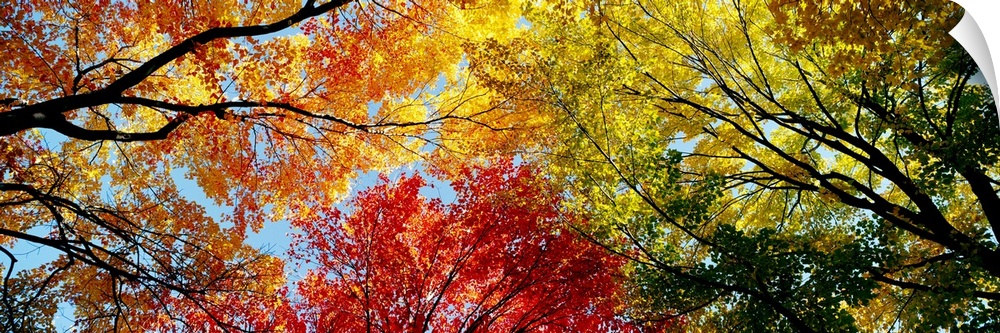 A wide panoramic photograph looking up into a canopy of leaves in autumn.