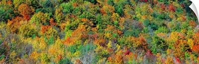 Fall Foliage Catskill Park NY