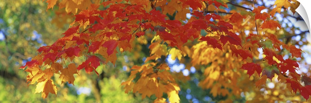 A panoramic photograph of a branch of autumn leaves consisting of several colors.