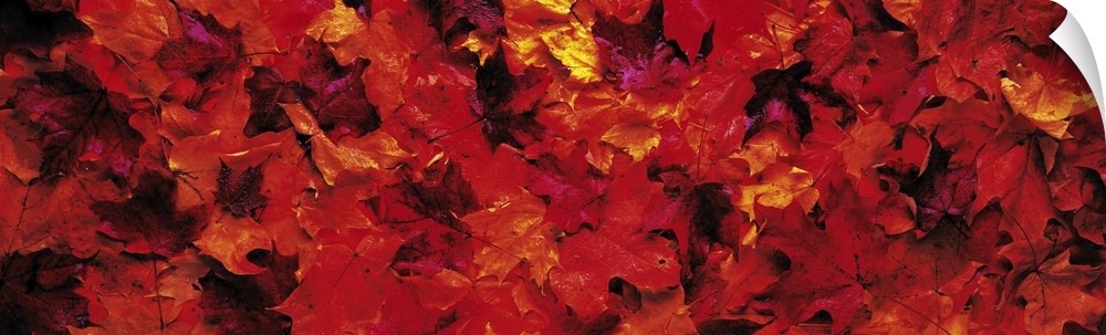 Fall Maple leaves