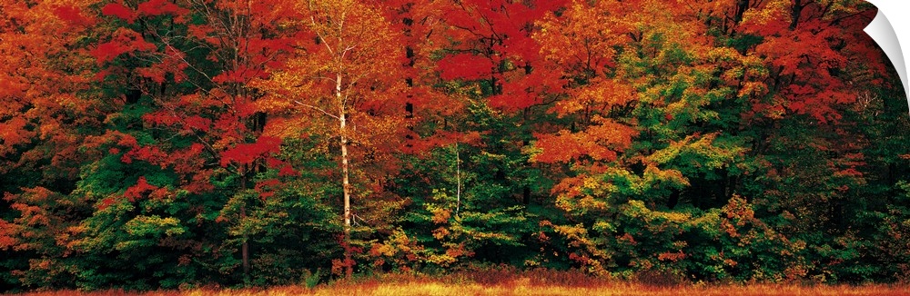 Panoramic photograph of dense forest filled with trees covered in autumn leaves.