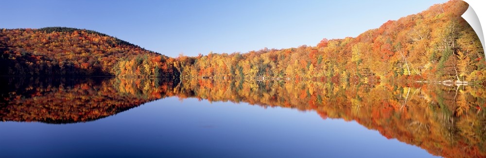 Autumn colored trees line a body of water and are photographed in wide angle view as they reflect perfectly in the still w...