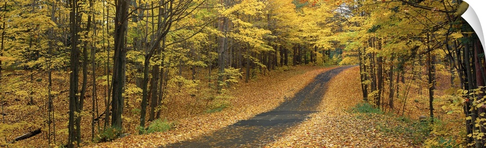 A road winding through the autumn forest at Emery Park in New York.