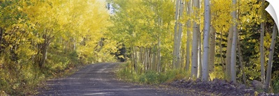 Fall road Telluride CO