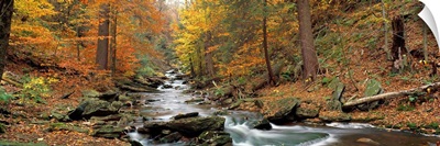Fall Trees Kitchen Creek PA