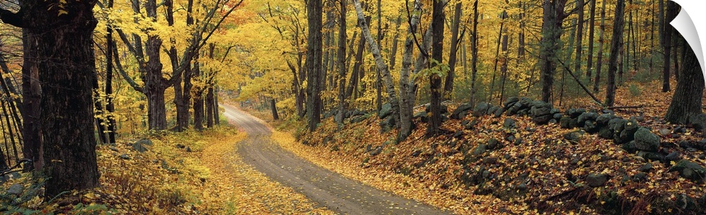 Panoramic photograph of a narrow road winding through a deciduous forest in New Hampshire in Autumn.
