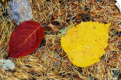 Fallen autumn color leaves in pine needles, detail, Montana