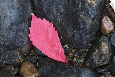 Fallen autumn color virginia creeper leaf on wet rocks, Superior National Forest, Minnesota
