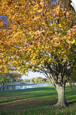 Fallen leaves around autumn color tree, Iowa