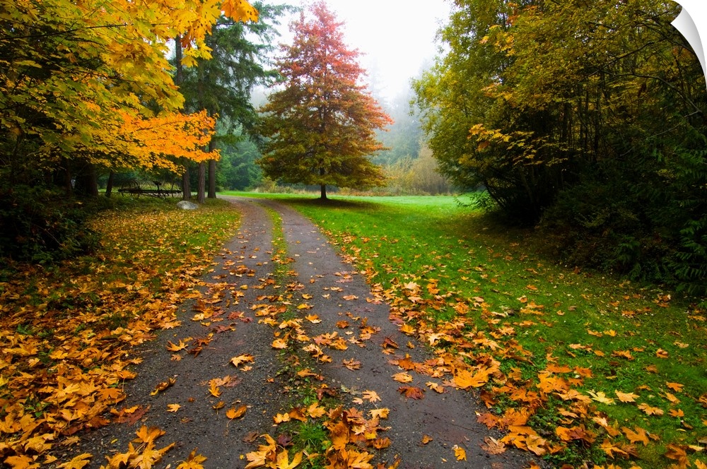 Fallen leaves on a road, Washington State