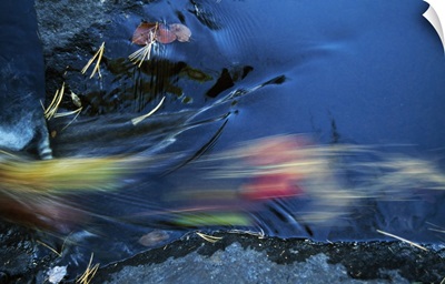 Fallen pine needles and autumn color leaves floating downstream, blurred motion, New York