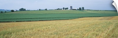 Farm silos in an oat field, Iowa