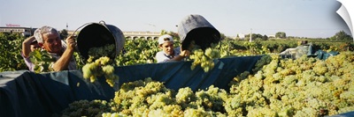 Farmers pouring grapes from buckets in a truck in a vineyard, Spain