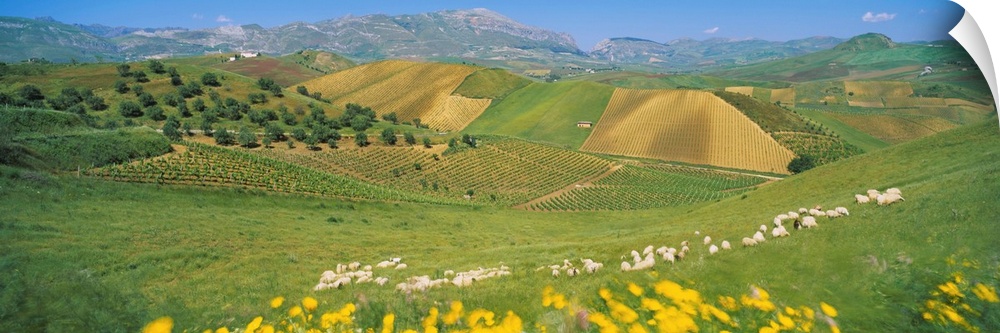 Farmland & Sheep Sicily Italy