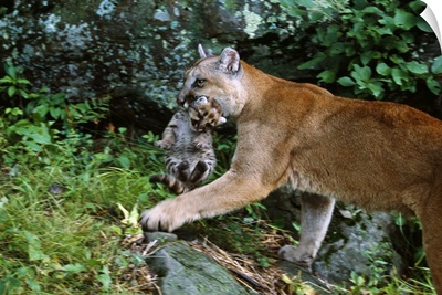 Female cougar carrying cub in mouth, Minnesota