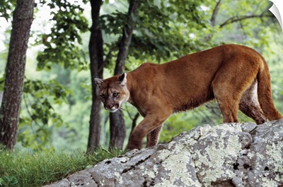 Female cougar stalking, Minnesota