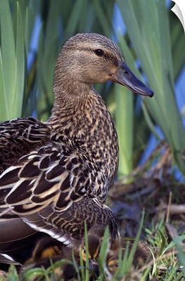 Female mallard duck sitting with chicks in tall grass, profile, Ohio