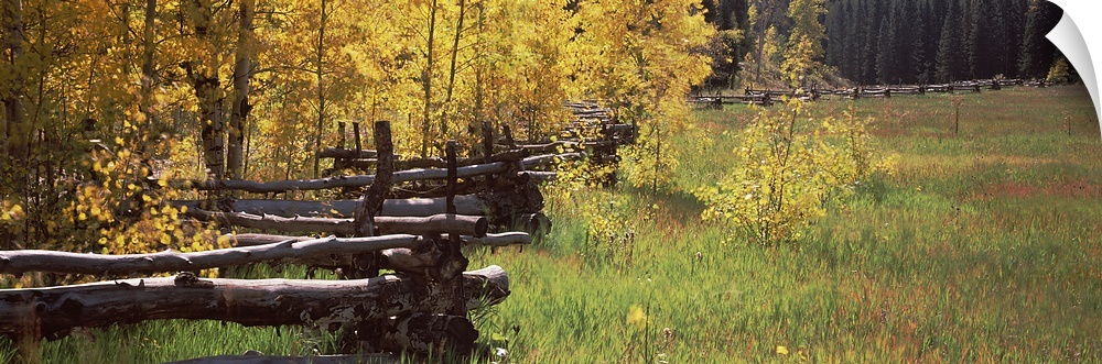 Fence in a forest, Ridgway, Ouray County, Colorado, USA