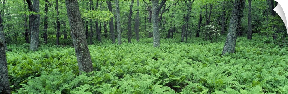 Fern Covered Forest Floor Shenandoah National Park VA
