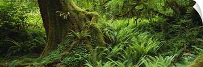 Ferns and vines along a tree with moss on it, Hoh Rainforest, Olympic National Forest, Washington State