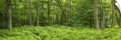 Ferns blanketing floor of summer woods, New York State