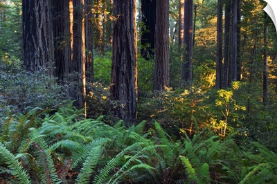 Ferns growing among redwood trees, Redwood National Park, California