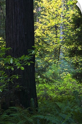 Ferns growing beside redwood tree, Redwood National Park, California