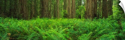 Ferns Redwood State Park CA