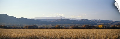 Field Bosque del Apache NM