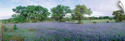 Field of Bluebonnet flowers, Texas