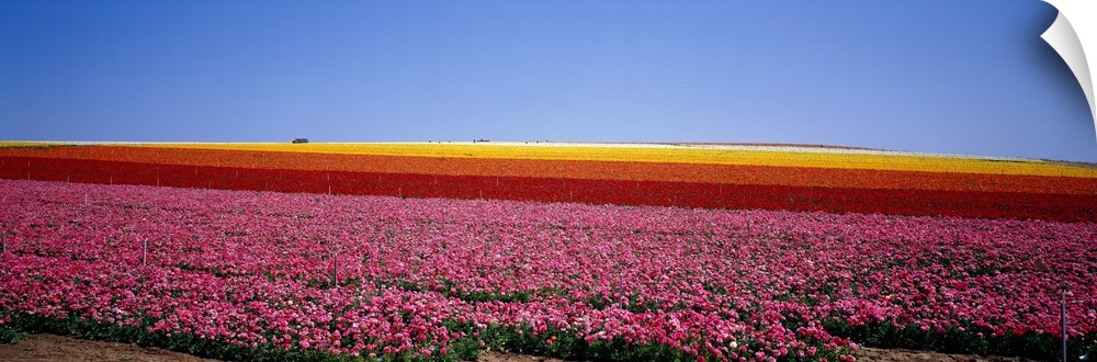 Field of Flowers, near Encinitas, California