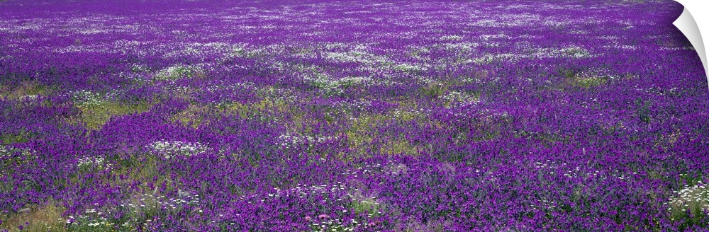 Panoramic photograph on a big wall hanging of a vast field of purple wildflowers in Planicies, Portugal.