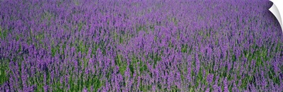 Field of Lavender Hokkaido Japan