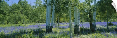 Field of lupine and aspen trees, Wasatch Plateau, Utah