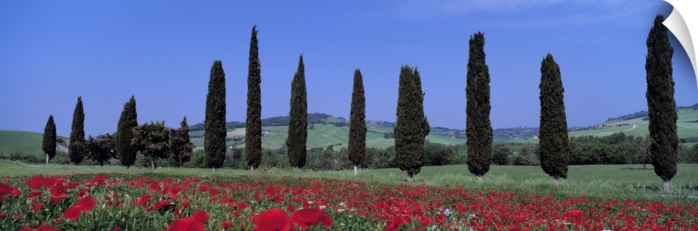 Oversized horizontal photograph of a row of cypress trees, growing behind a poppy field.  Hills in the distant background,...