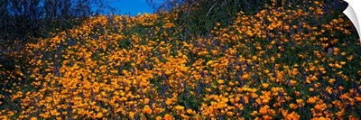 Field of Poppies Picacho Peak State Park AZ