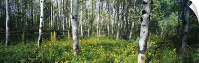 Field of Rocky Mountain Aspens