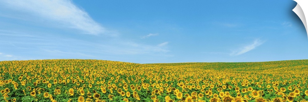 Field of sunflower with blue sky