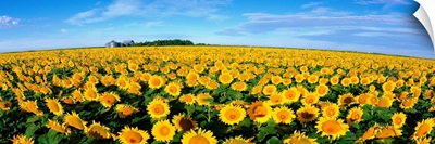 Field of Sunflowers Kansas