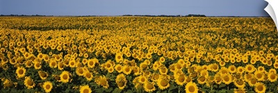 Field Of Sunflowers, North Dakota