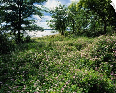 Field of wild clover blooming beside Saylorville Lake, Iowa