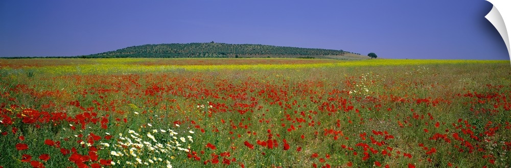 Field of Wildflowers, near Beja, Alentejo, Portugal