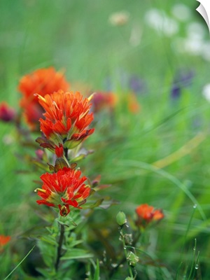 Field Of Wildflowers With Indian Paintbrush In Bloom