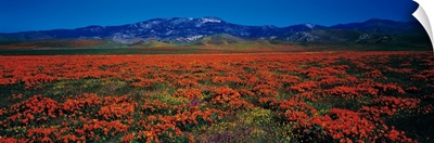 Field Poppy Flowers Antelope Valley CA