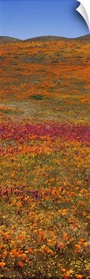 Field Poppy Reserve Mojave Desert CA