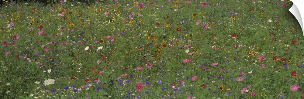 Field Wildflowers Shelburne VT