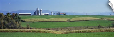 Fields Of Corn And Alfalfa On A Landscape, Vergennes, Vermont
