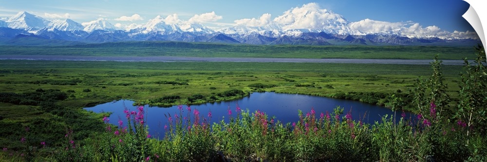 View of the Alaskan wilderness, with wildflowers in the foreground, small ponds, and a mountain range full of snowy peaks.