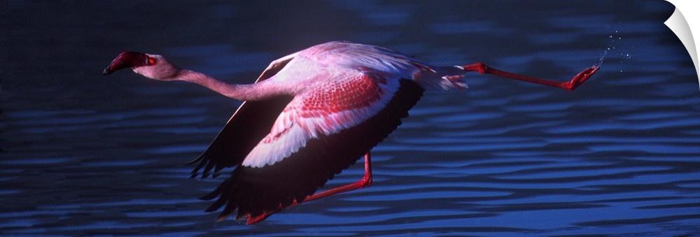 Flamingo In Flight Tanzania Africa