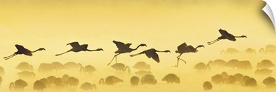 Flamingos landing, Kenya